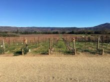 Napa-Valley-3-1-300x225